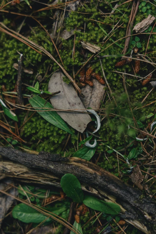 a pair of shoes sitting on top of a moss covered ground, an album cover, by Elsa Bleda, unsplash, land art, hearts, debris on ground, ignant, close up shot of an amulet