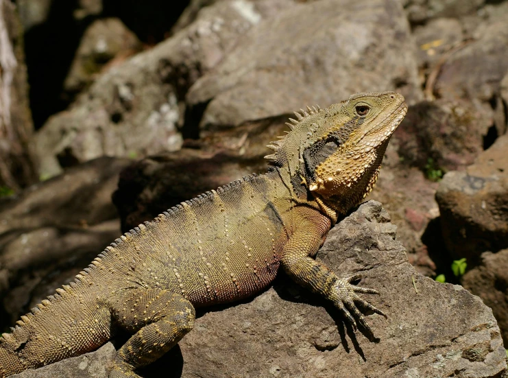 a close up of a lizard on a rock, in the sun, water dragon, sharp spiky rocks, kevlar