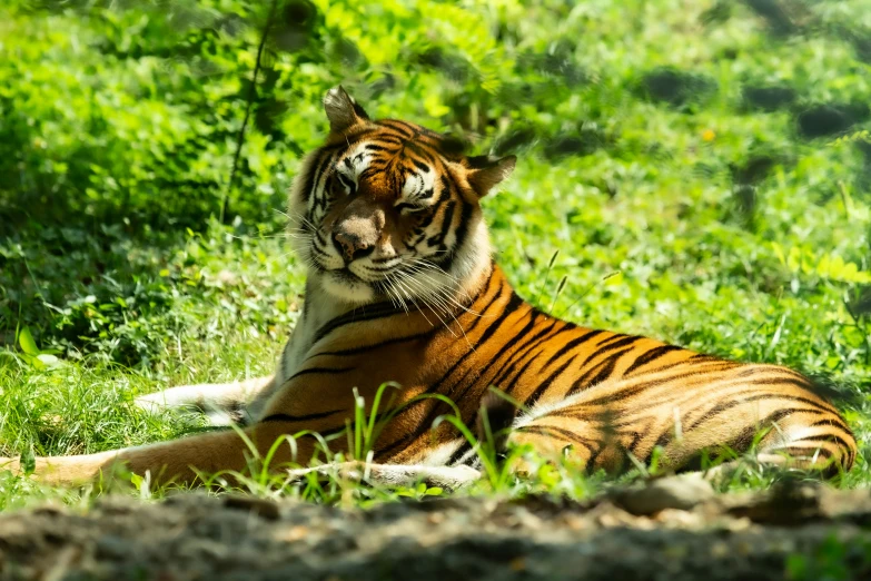 a tiger that is laying down in the grass, pexels contest winner, sitting on tiger cavalry, sunny day time, 🦩🪐🐞👩🏻🦳, rectangle