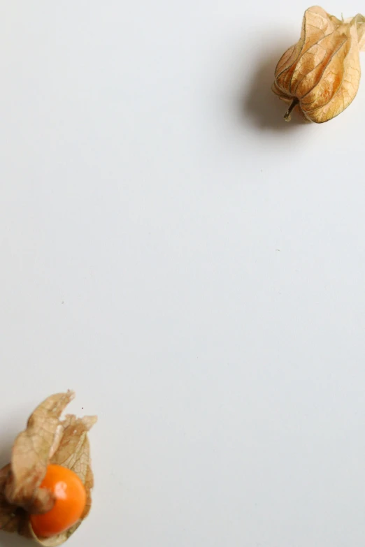 a bunch of fruit sitting on top of a white surface, an album cover, by Andries Stock, trending on pexels, visual art, oak acorns, datura, paper grain, crushed