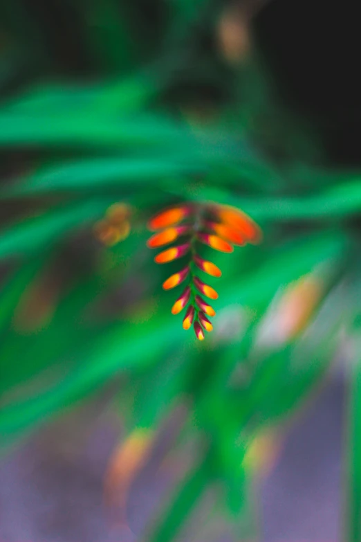 a close up of a plant with a blurry background, a macro photograph, by Jan Rustem, symbolism, bright green dark orange, pine, multi colored, fern