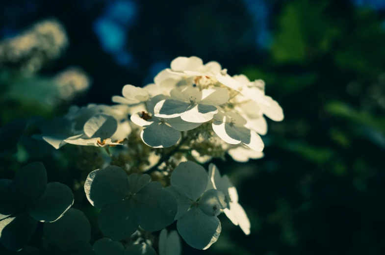 a close up of a bunch of white flowers, a macro photograph, unsplash, rococo, harsh sunlight, instagram picture, back lit, bokeh”