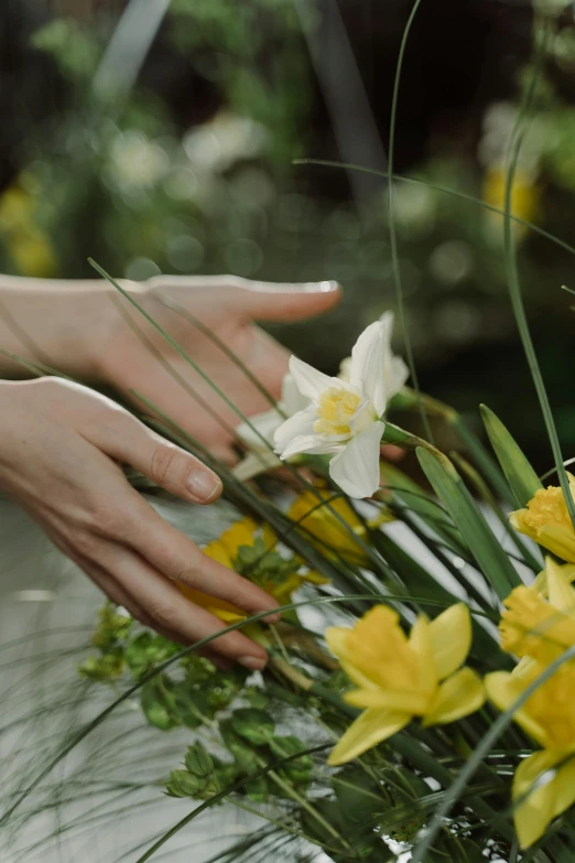a close up of a person putting flowers in a vase, lilies and daffodils, funeral, ignant, lush surroundings