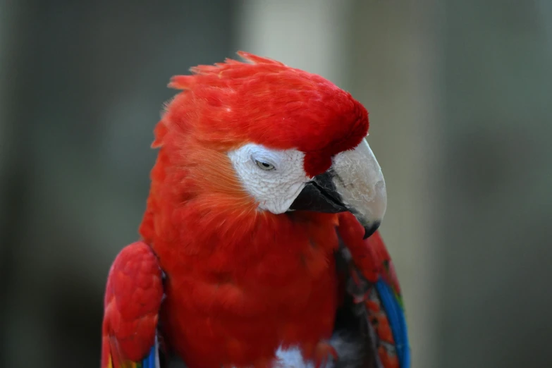 a red parrot sitting on top of a wooden table, facing the camera