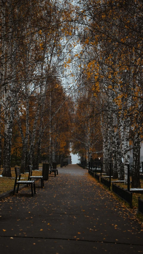 a couple of benches sitting on the side of a road, by Alexey Venetsianov, unsplash contest winner, realism, birches, brown and white color scheme, russian city, today\'s featured photograph 4k