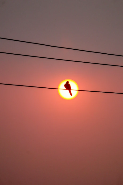 a bird sitting on a wire with the sun in the background, by Sudip Roy, trending on pexels, minimalism, red sun over paradise, india, photographed for reuters, the sun shines in