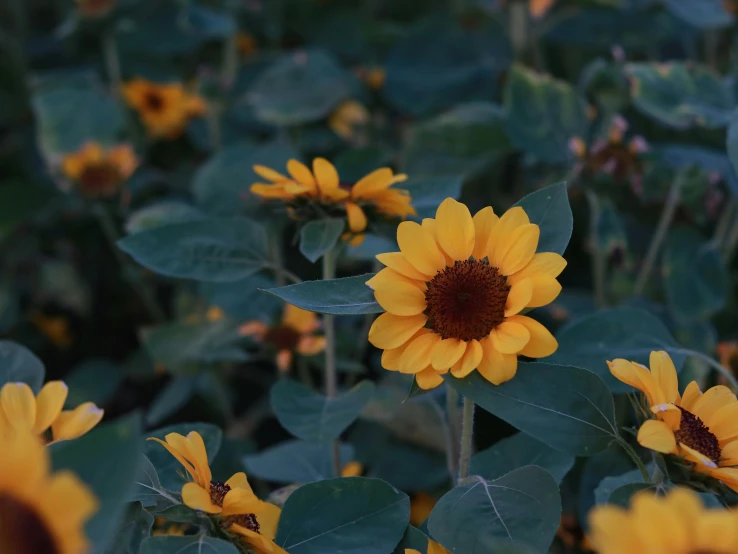 a field of yellow sunflowers with green leaves, unsplash, brown, 50mm photo, multicolored, rendered in 4 k