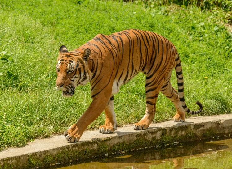 a tiger walking across a path next to a body of water, posing for the camera