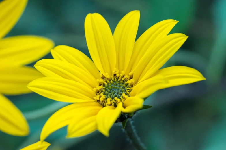 a couple of yellow flowers sitting next to each other, slide show, paul barson, helianthus flowers, high - resolution