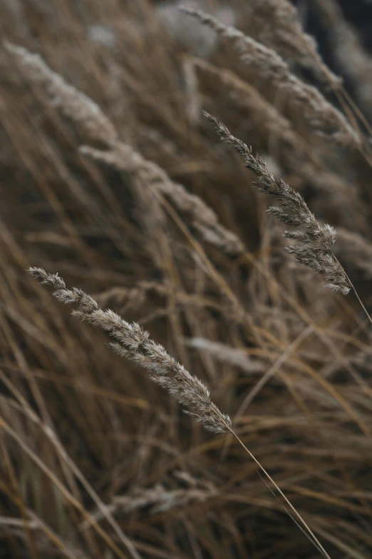 a red fire hydrant sitting in the middle of a field of tall grass, by Attila Meszlenyi, unsplash, tonalism, light brown fur, texture detail, tall grown reed on riverbank, seeds