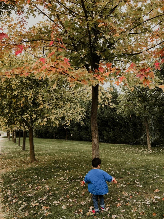 a little boy that is standing in the grass, by Ismail Acar, pexels contest winner, maple trees along street, playing, panoramic shot, seasons!! : 🌸 ☀ 🍂 ❄