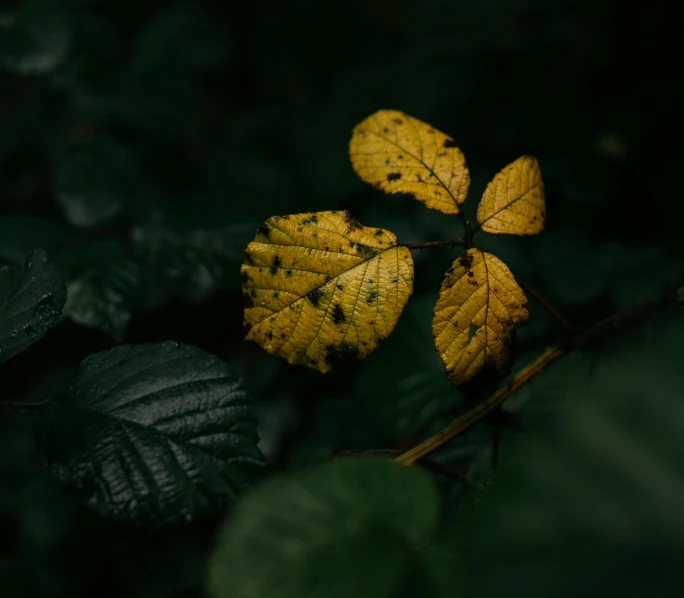 a yellow leaf sitting on top of green leaves, inspired by Elsa Bleda, trending on pexels, dark photo, withered, taken with canon 5d mk4, the yellow creeper