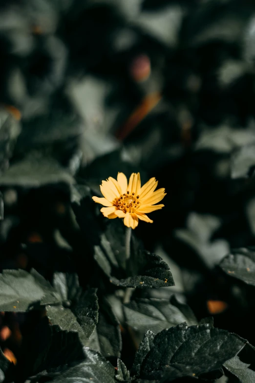 a yellow flower sitting on top of a lush green field, inspired by Elsa Bleda, unsplash, minimalism, black, high angle close up shot, micro detailed, chrysanthemum eos-1d
