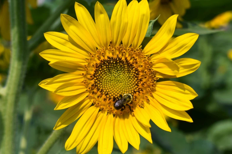 a close up of a sunflower with a bee on it, pexels, high angle close up shot, ready to eat, modeled, panel