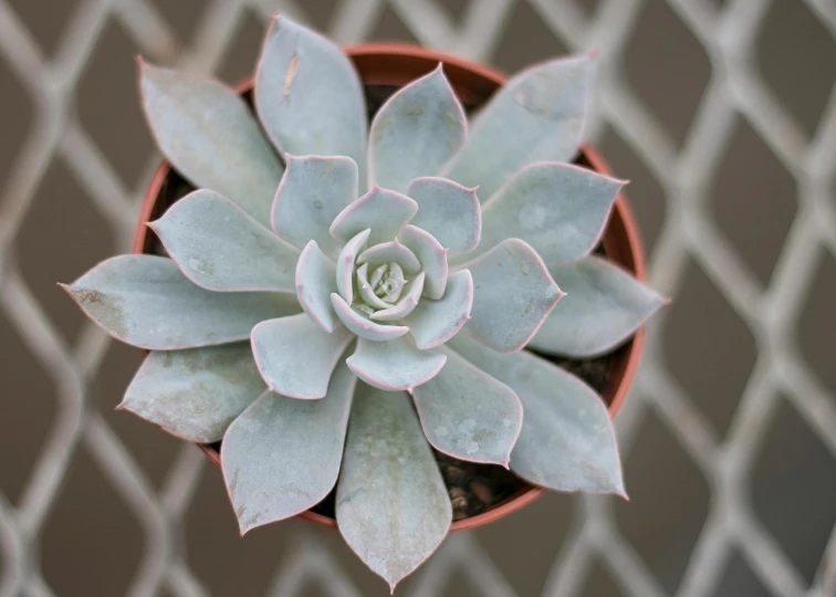 a close up of a plant in a pot on a table, a mosaic, by Gwen Barnard, pexels contest winner, hurufiyya, light grey crown, protophyta, rosette, high angle close up shot