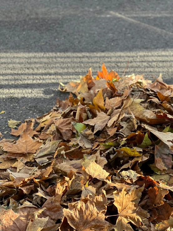 a pile of leaves sitting on the side of a road, profile image, maintenance photo, slide show, dark. no text