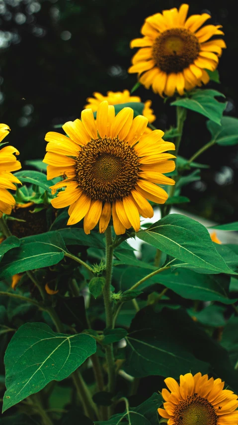 a group of yellow sunflowers with green leaves, pexels, instagram post, single, high-resolution photo, grey