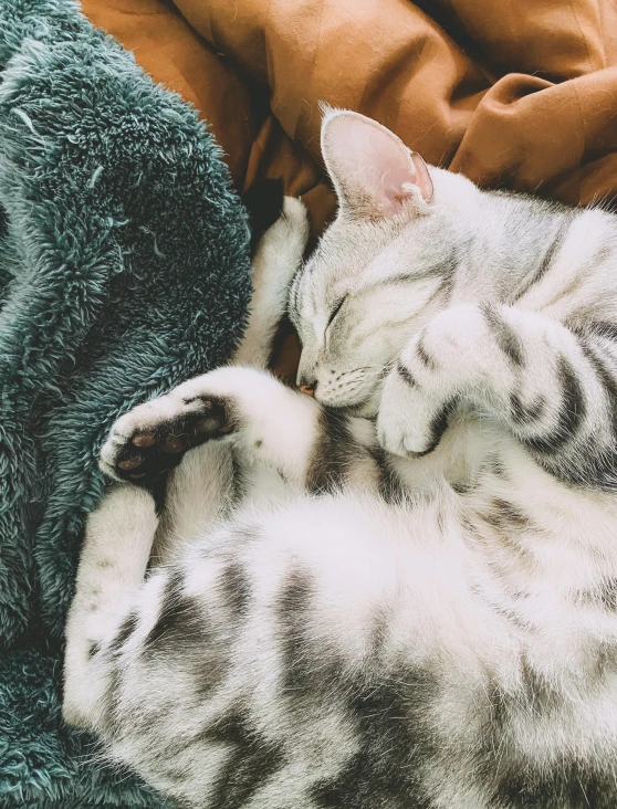 a cat that is laying down on a blanket, trending on unsplash, hugging, ilustration, gif, attractive photo