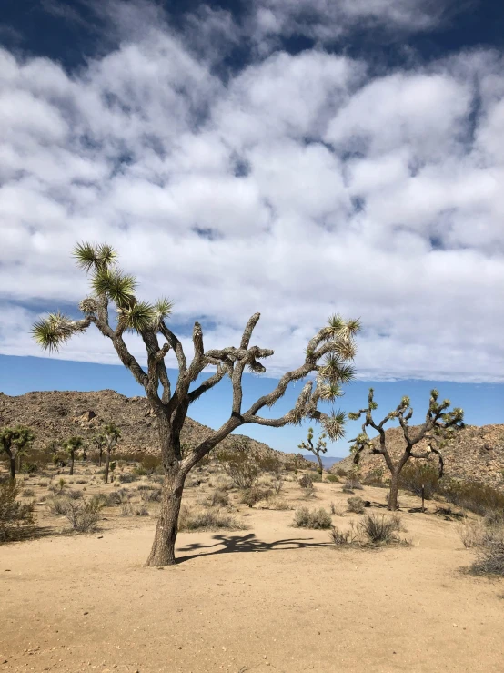 a lone joshua tree in the middle of a desert, a photo, unsplash contest winner, 👰 🏇 ❌ 🍃, sparse bare trees, scattered clouds, twisting trees