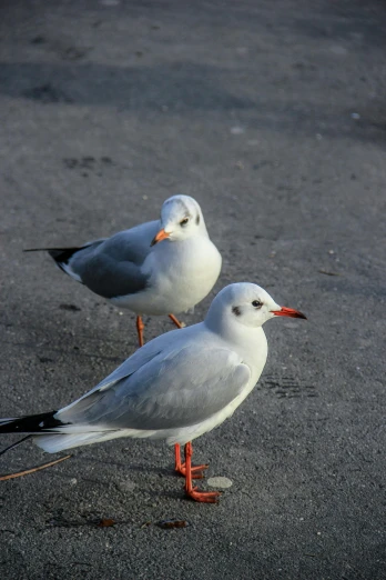 two seagulls standing next to each other on a beach, trending on pexels, at a city street, grey orange, in a square, photograph