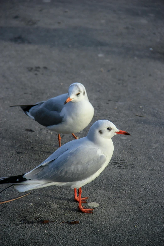 two seagulls standing next to each other on a beach, trending on pexels, at a city street, grey orange, in a square, photograph