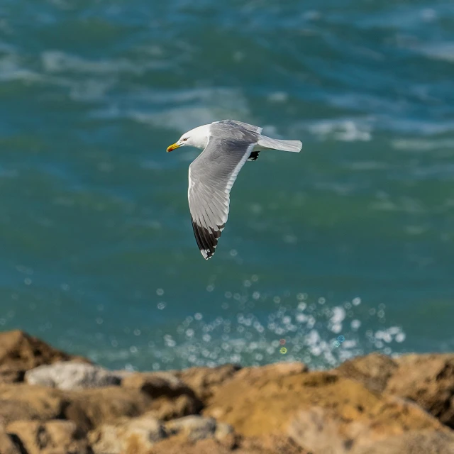 a seagull flying over a body of water, on a cliff, with a yellow beak, shot on 85mm, high-quality photo