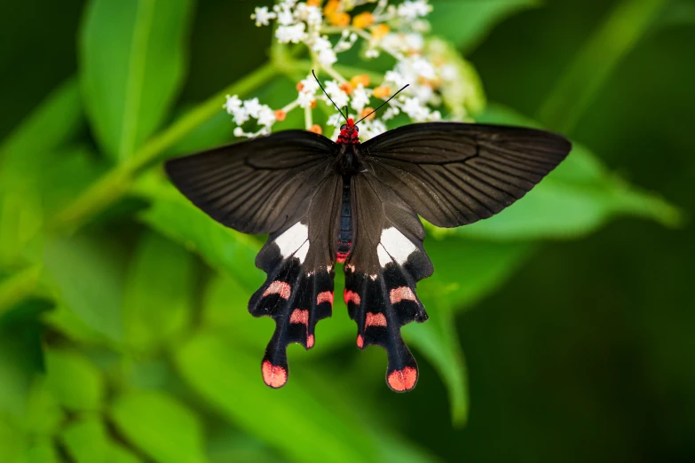 a close up of a butterfly on a flower, avatar image, getty images, black wings, instagram post