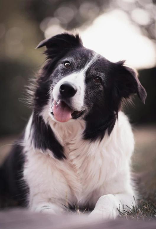 a black and white dog laying in the grass, pexels contest winner, gandalf riding a border collie, lovingly looking at camera, blushing, beautifully soft lit