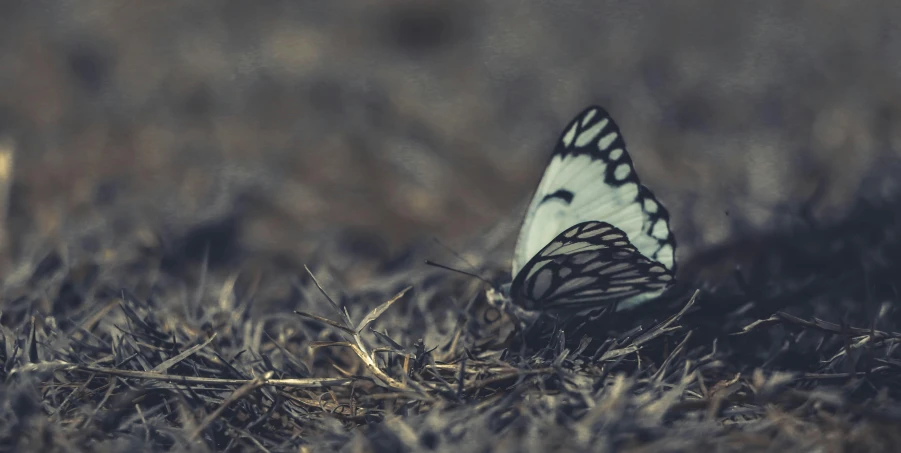 a butterfly that is sitting in the grass, a black and white photo, by Elsa Bleda, pexels contest winner, lying on an empty, lo-fi, gently caressing earth, cinematic 4 k wallpaper