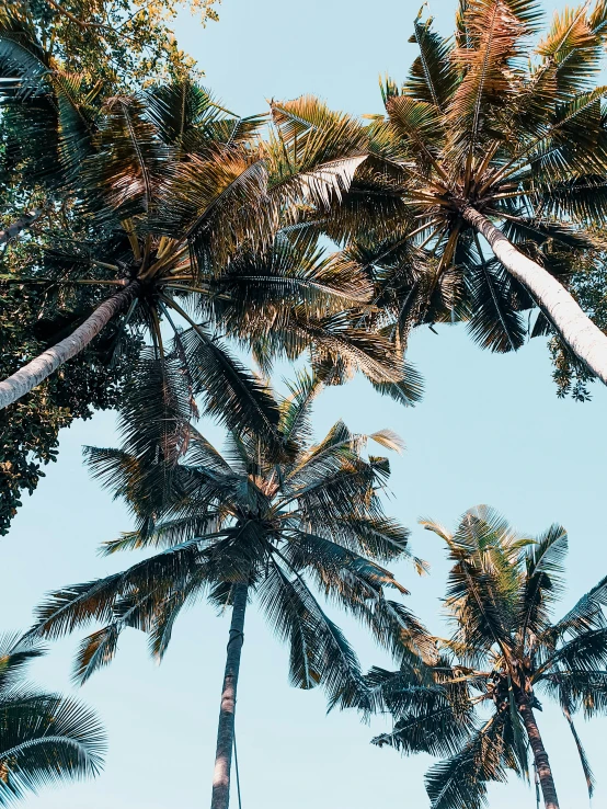 a group of palm trees against a blue sky, unsplash contest winner, sumatraism, instagram story, ((trees)), bali, coconuts