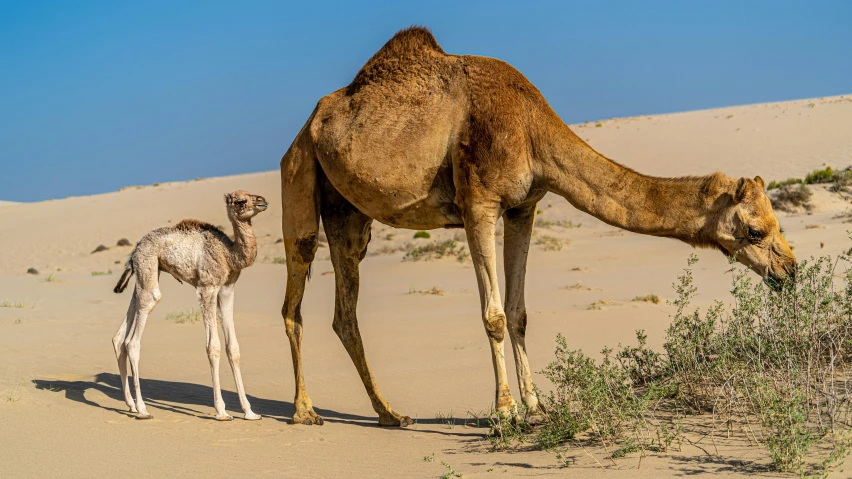 a camel standing next to a baby camel in the desert, pexels contest winner, arabesque, australian, tall thin, in the desert beside the gulf, slide show