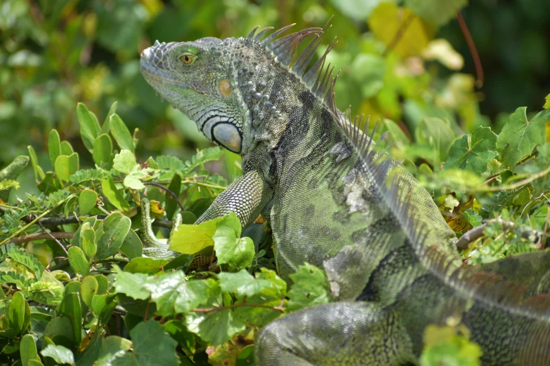 a large lizard sitting on top of a lush green forest, green vines, grey, blue-green fish skin, colors of jamaica