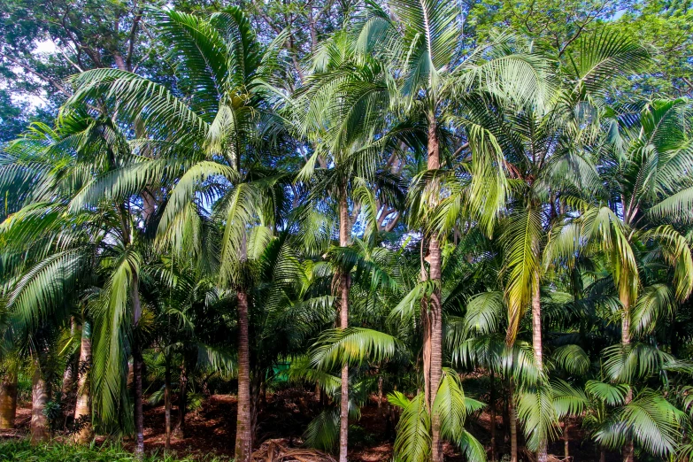 a lush green forest filled with lots of palm trees, “ iron bark, fan favorite, permaculture, amazingly composed image