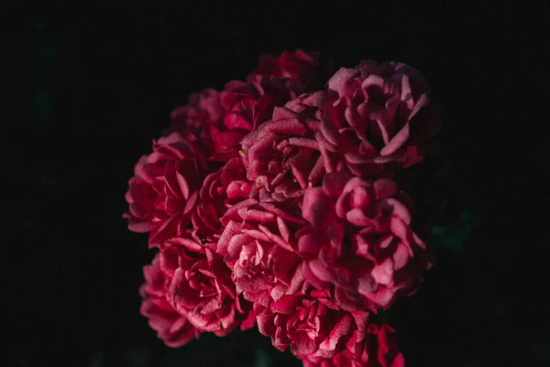 a close up of a bunch of red flowers, an album cover, inspired by Elsa Bleda, pexels contest winner, pink rosa, moody dark colors, carnation, night mood