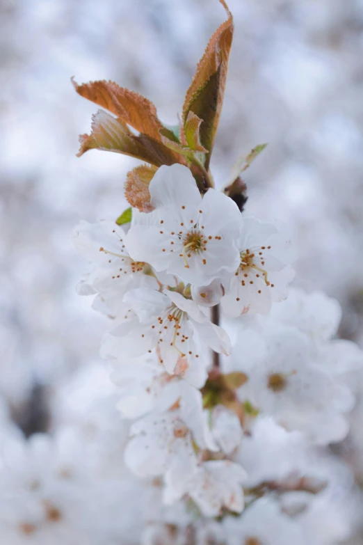 a close up of a flower on a tree, with white, wyoming, cherry trees, soft light - n 9