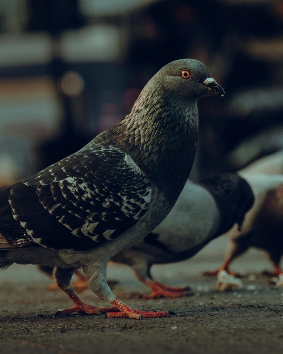 a group of pigeons standing next to each other, trending on pexels, lo fi, dark grey, highly polished, lynn skordal