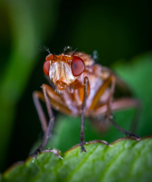 a close up of a fly on a leaf, a macro photograph, pexels, big red eyes, paul barson, orange pupils, male aeromorph