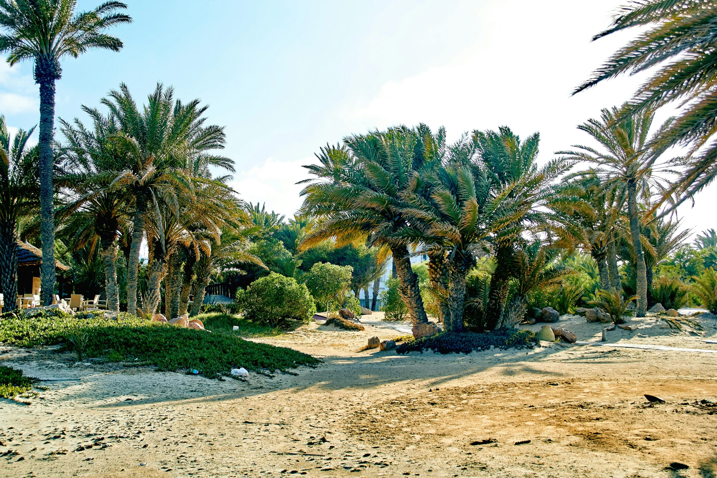 a group of palm trees sitting on top of a sandy beach, by Julia Pishtar, les nabis, mediterranean fisher village, gardening, nature photo