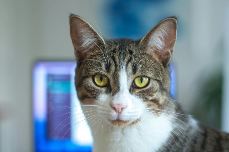 a cat sitting in front of a laptop computer, a portrait, unsplash, square nose, avatar image, short brown hair and large eyes, portrait of tall