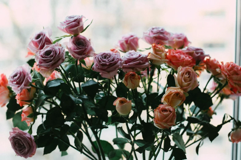 a vase filled with lots of pink and orange roses, by Carey Morris, trending on unsplash, purples, stems, sydney hanson, city views