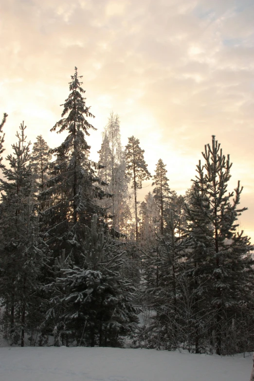 a man riding skis down a snow covered slope, a picture, inspired by Einar Hakonarson, unsplash, romanticism, forest in the morning light, massive trees with warm windows, patches of yellow sky, soft light - n 9