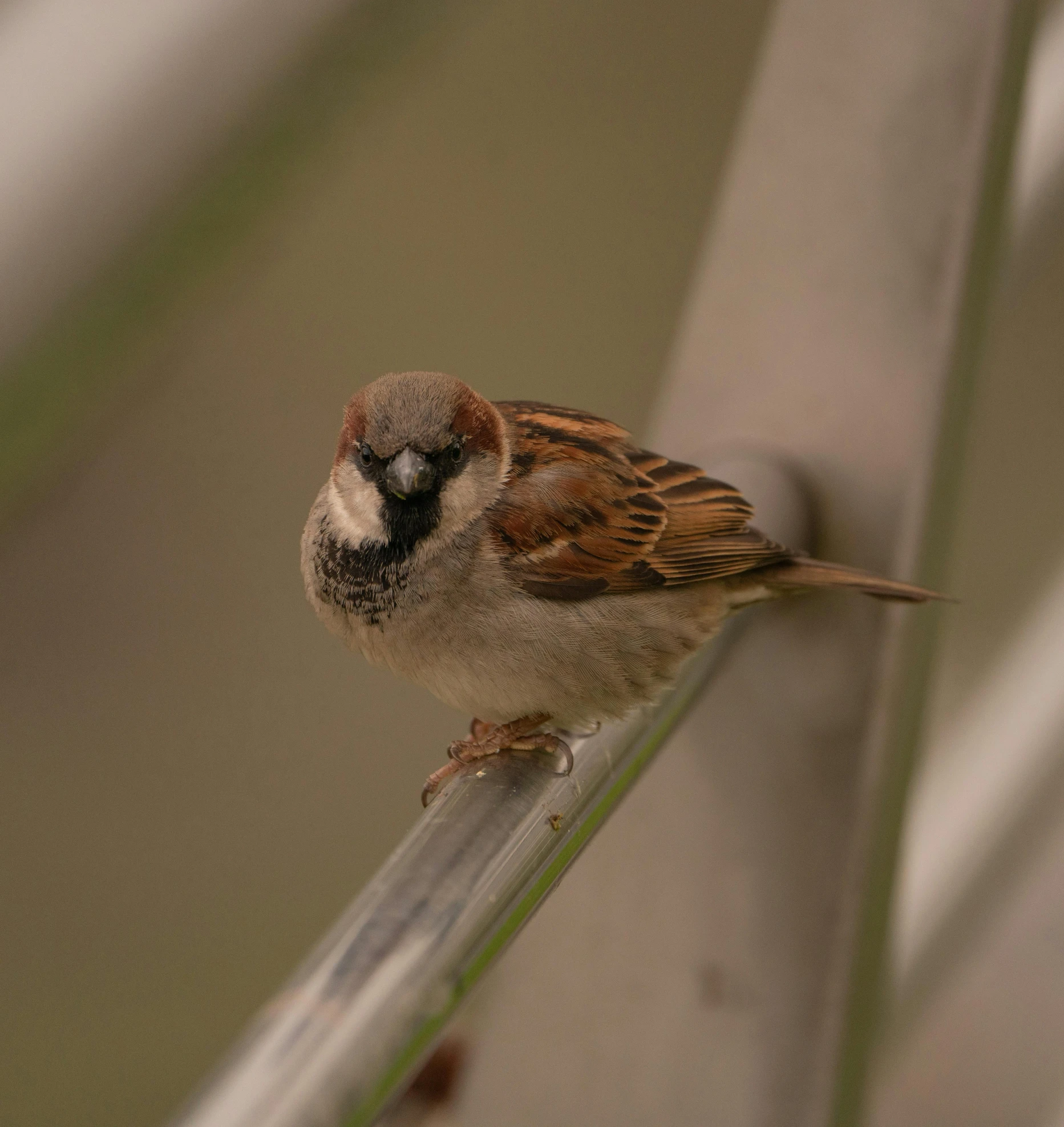 a small bird sitting on top of a metal rail, sitting on a leaf