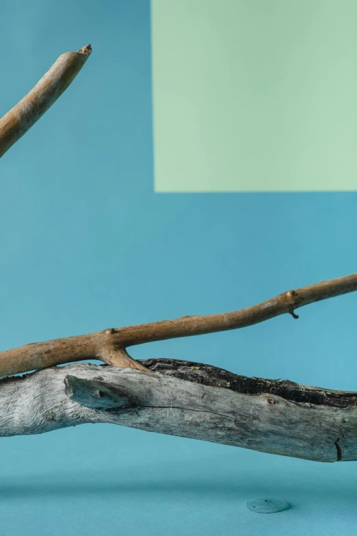 a bird that is sitting on a branch, an abstract sculpture, inspired by Robert Mapplethorpe, trending on unsplash, cyan photographic backdrop, driftwood, 'untitled 9 ', antropromorphic stick insect