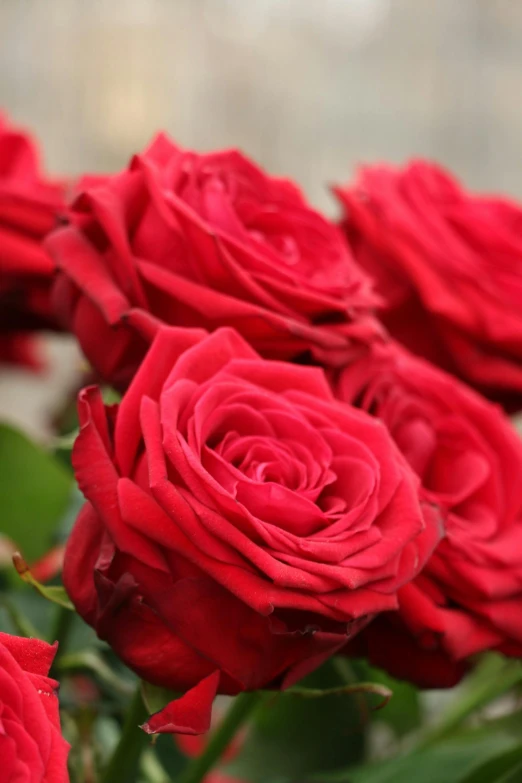 a close up of a bunch of red roses, award - winning crisp details ”, slightly smooth, lightweight, long