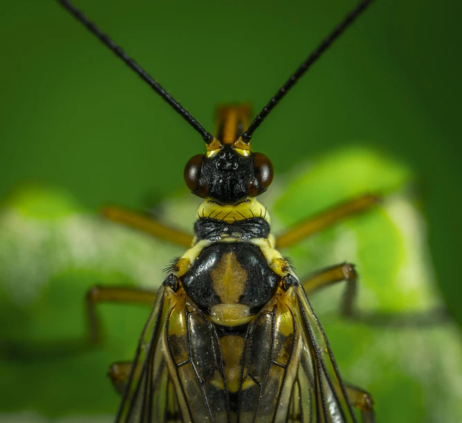 a close up of a insect on a leaf, a macro photograph, by Adam Marczyński, pexels contest winner, photorealism, yellow and green, with long antennae, portrait shot 8 k, male with halo