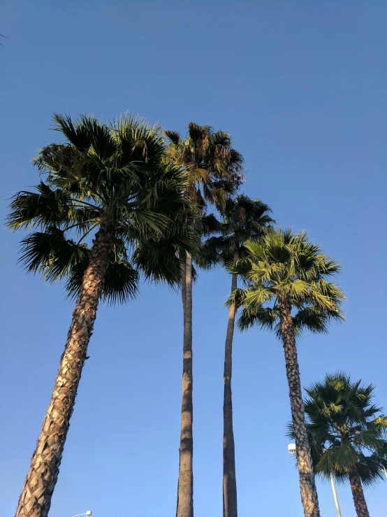 a group of palm trees against a blue sky, a picture, happening, highly detailed # no filter, oceanside, photo on iphone, tumblr aesthetic