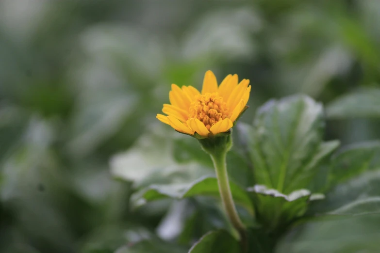 a yellow flower sitting on top of a lush green field, unsplash, in bloom greenhouse, sri lanka, ready to eat, on a gray background