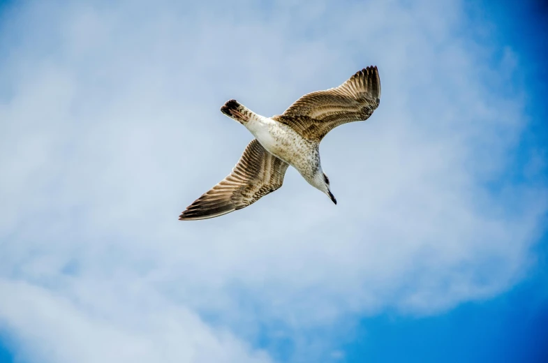 a bird that is flying in the sky, pexels contest winner, arabesque, backpfeifengesicht, super high resolution, sprawling, heavily detailed