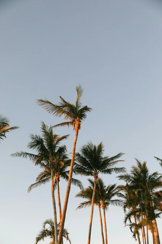 a group of palm trees standing next to each other, pearly sky, in the golden hour, clear blue skies, beaches