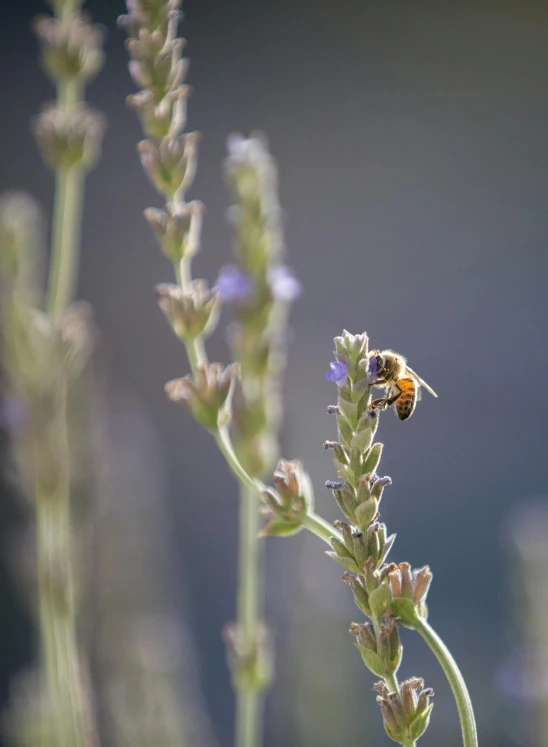 a bee sitting on top of a purple flower, next to a plant, in the evening, high res photograph, adi meyers